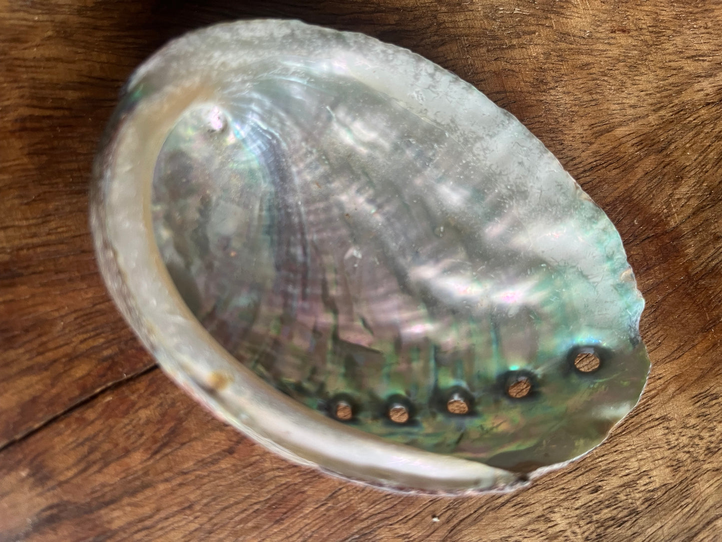 Sacred Natural Raw Abalone Shell 9-10 cm Rituals