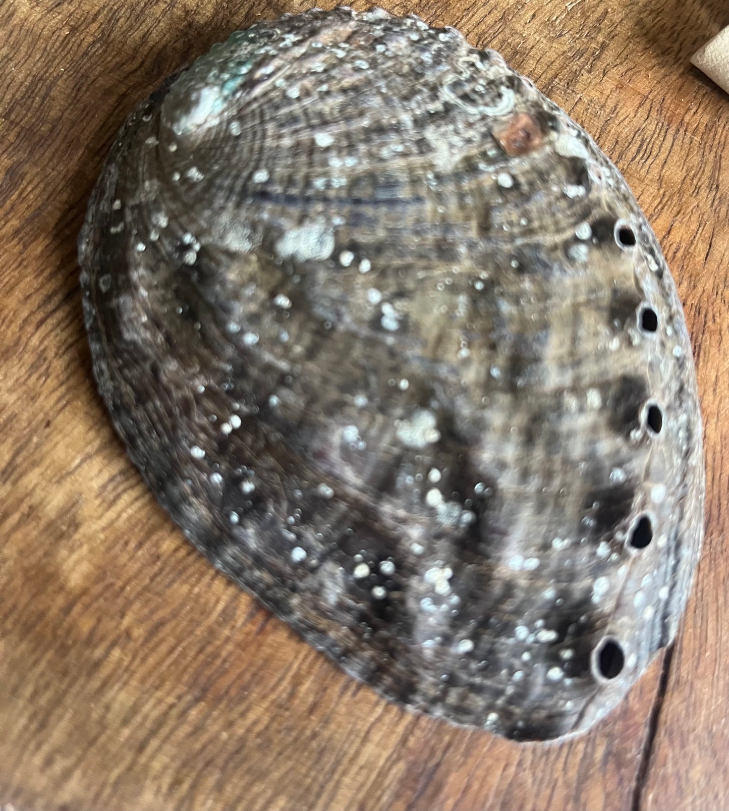 Sacred Natural Raw Abalone Shell 9-10 cm Rituals